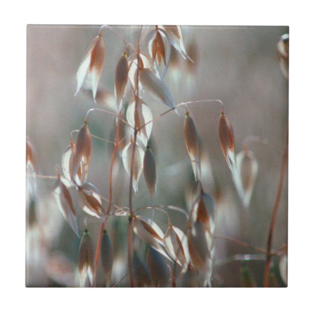 Azulejo De Cerámica Acejas maduras (Avena Sativa) Cerca. Cáceres, Bola (Frente)