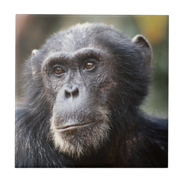 Azulejo De Cerámica Acercamiento del chimpancé masculino (Frente)