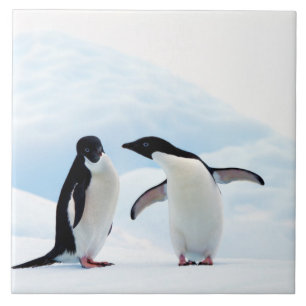 Azulejo De Cerámica Adelie Penguins