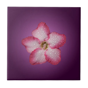 Azulejo De Cerámica Adenium Flor Rosa Flora Gradiente Violeta