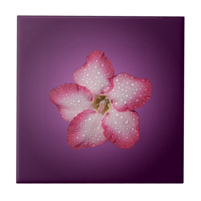 Azulejo De Cerámica Adenium Flor Rosa Flora Gradiente Violeta (Frente)