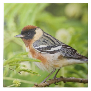 Azulejo De Cerámica Adulto Warbler (Dendroica castanea) de pecho