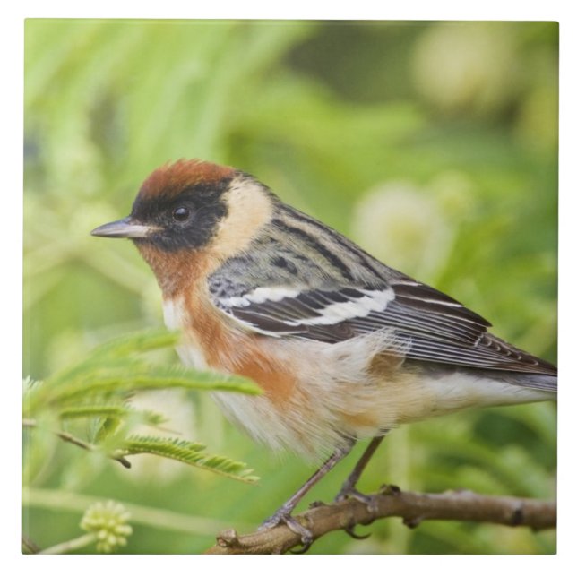 Azulejo De Cerámica Adulto Warbler (Dendroica castanea) de pecho (Frente)