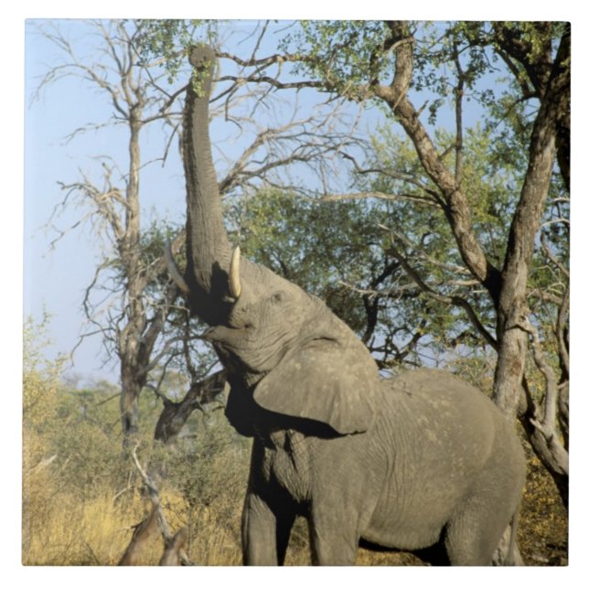 Azulejo De Cerámica África, Botswana, Delta del Okavango. Africano 2 (Frente)