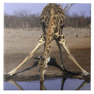 Azulejo De Cerámica África, Botswana, Parque Nacional de Chobe, Giraff