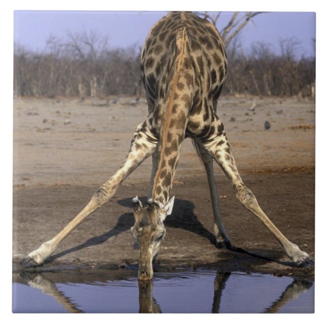 Azulejo De Cerámica África, Botswana, Parque Nacional de Chobe, Giraff (Frente)