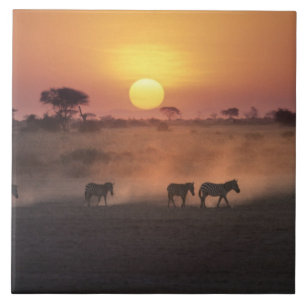 Azulejo De Cerámica África, Kenia, Amboseli NP. Cebra camina hacia