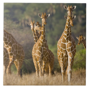 Azulejo De Cerámica África. Kenia. Manada de jirafas reticuladas