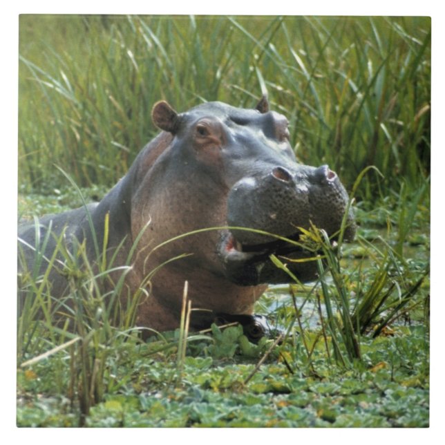Azulejo De Cerámica África, Kenia, Masai Mara NR. Una hipopótama madre (Frente)