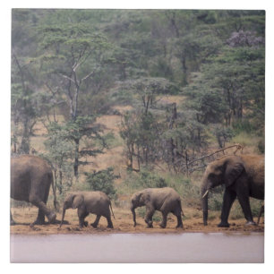 Azulejo De Cerámica África, Kenia, Nanyuki, Mpala. Africano