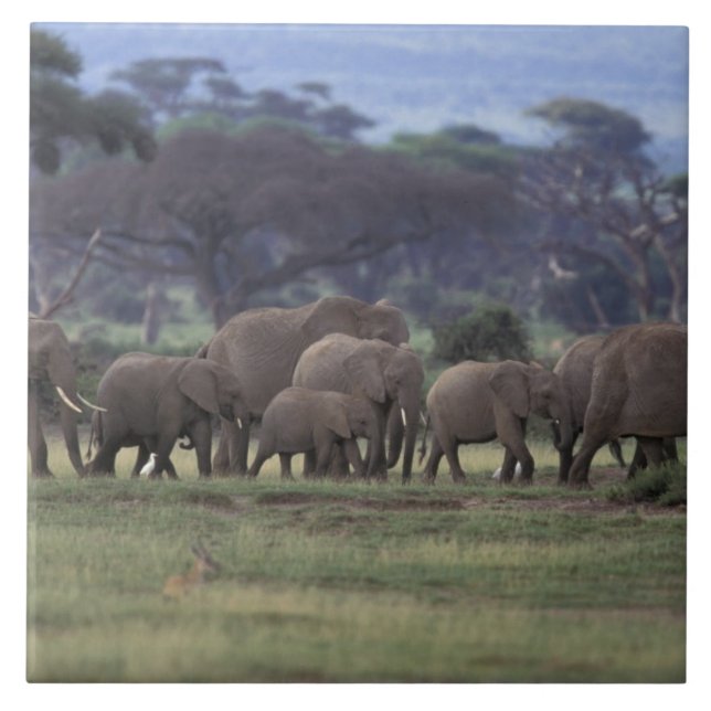 Azulejo De Cerámica África, Kenia, Parque Nacional Amboseli. Africano  (Frente)