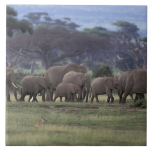 Azulejo De Cerámica África, Kenia, Parque Nacional de Amboseli. Africa