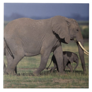 Azulejo De Cerámica África, Kenia, Parque Nacional de Amboseli. Africa