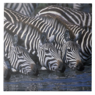 Azulejo De Cerámica África, Kenia, Reserva de caza Masai Mara, llanura