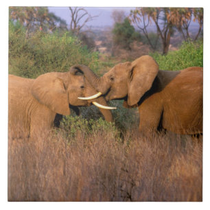 Azulejo De Cerámica África, Kenia, Samburu. Desafío de elefante