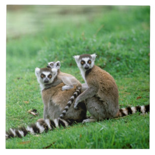 Azulejo De Cerámica África, Madagascar, Antananarivo, Tsimbazaza