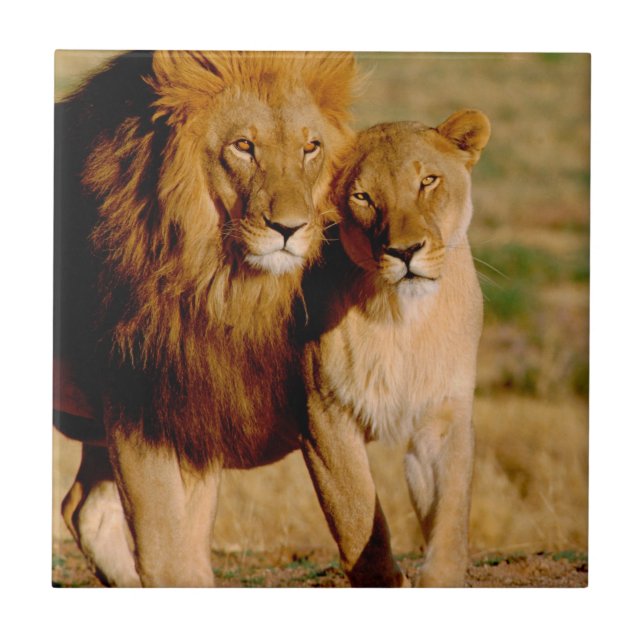 Azulejo De Cerámica África, Namibia, Okonjima. León y leona (Frente)