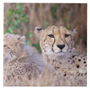 Azulejo De Cerámica África, Sudáfrica, Reserva Tswalu. Guepardos