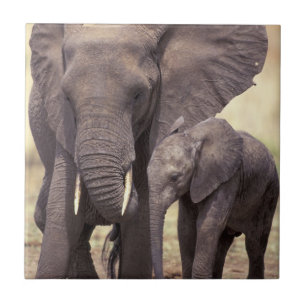 Azulejo De Cerámica África, Tanzania, Parque Nacional Tarangire
