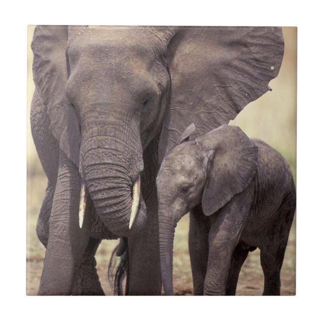 Azulejo De Cerámica África, Tanzania, Parque Nacional Tarangire (Frente)