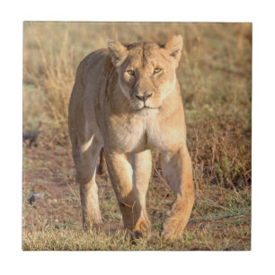 Azulejo De Cerámica África, Tanzania, Serengeti. León y leona