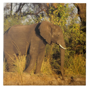 Azulejo De Cerámica África, Zimbabue, Parque Nacional de las Cataratas