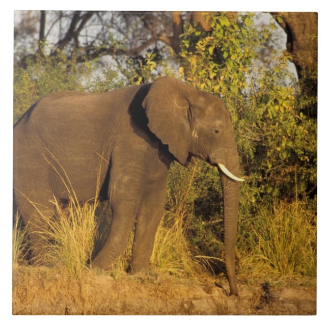 Azulejo De Cerámica África, Zimbabue, Parque Nacional de las Cataratas (Frente)