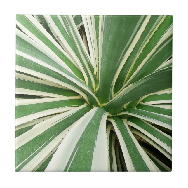 Azulejo De Cerámica Agave Plant Green y White Strike (Frente)