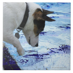 Azulejo De Cerámica Agua conmovedora del perro en la piscina
