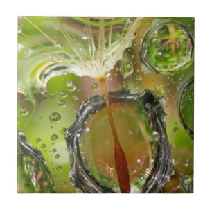 Azulejo De Cerámica Agua sobre semillas de león, CA