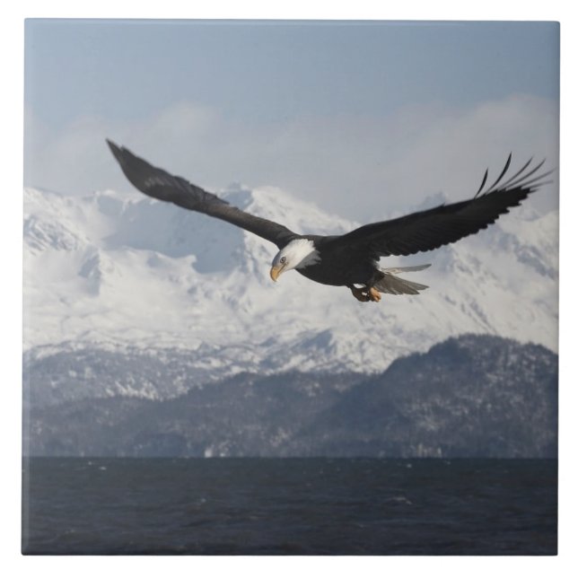 Azulejo De Cerámica Águila calva en vuelo, Haliaetus leucocephalus, (Frente)