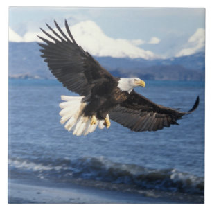 Azulejo De Cerámica águila calva, Haliaeetus leuccocephalus, en vuelo