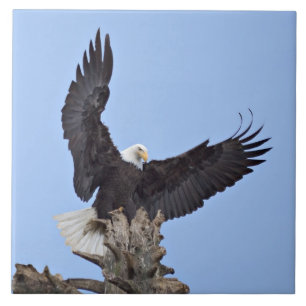 Azulejo De Cerámica Águila calva (Haliaeetus leucocephalus) con alas