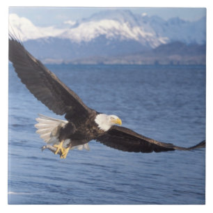Azulejo De Cerámica águila calva, Haliaeetus leucocephalus, en vuelo 4