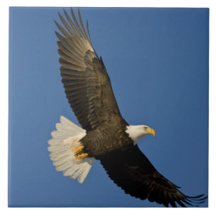 Azulejo De Cerámica Águila calva, Haliaeetus leucocephalus, Homer,