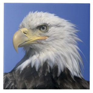 Azulejo De Cerámica Águila calva, (Haliaeetus leucocephalus), salvaje,