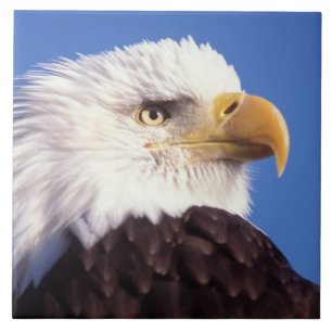 Azulejo De Cerámica águila calva, Haliaetus leucocephalus, cierre, 3