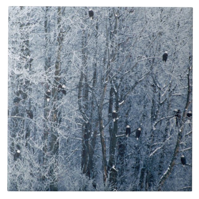 Azulejo De Cerámica Águilas calvas (Frente)