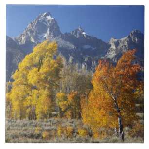 Azulejo De Cerámica Álamos con la cordillera Teton