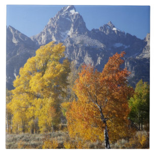 Azulejo De Cerámica Álamos con la cordillera Teton