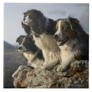 Azulejo De Cerámica Alberta, Canadá 2