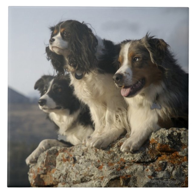 Azulejo De Cerámica Alberta, Canadá 2 (Frente)