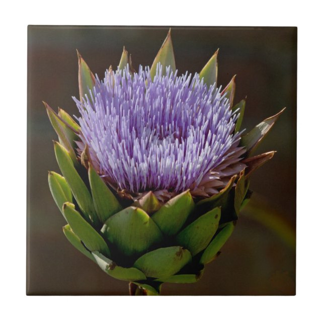 Azulejo De Cerámica Alcachofa de globo, Cynara Cardunculus, en flor (Frente)