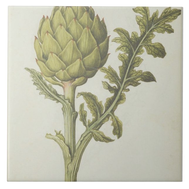 Azulejo De Cerámica Alcachofa: Scolymus del Cynara, c.1568 (Frente)