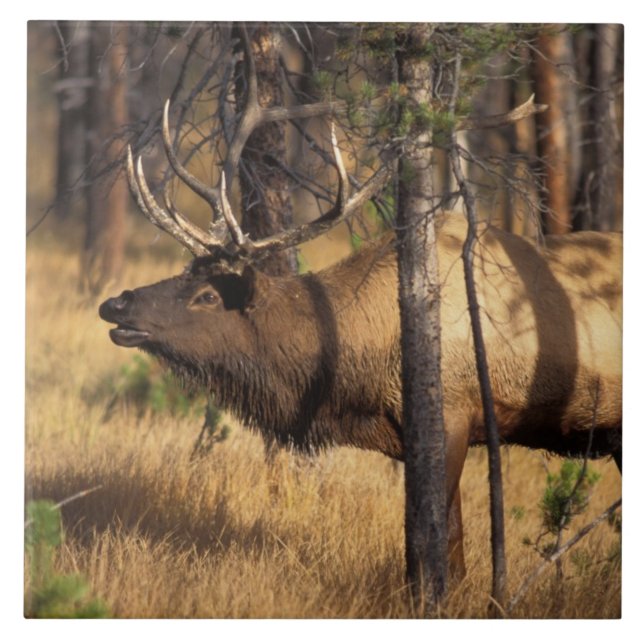 Azulejo De Cerámica alce, Cervus elaphus, bull bugles en una quemadura (Frente)