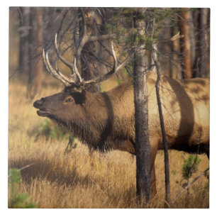 Azulejo De Cerámica alce, Cervus elaphus, toro toca la corneta en un á