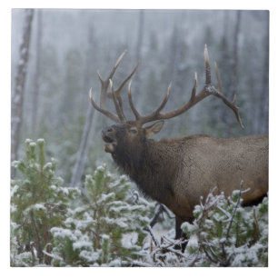 Azulejo De Cerámica Alce macho en la nieve llamando, bugling, Yellowst