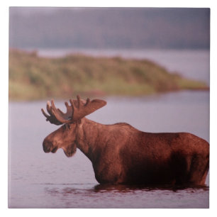 Azulejo De Cerámica Alces en el lago