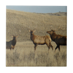 Azulejo De Cerámica Alces jovenes de E38 Bull