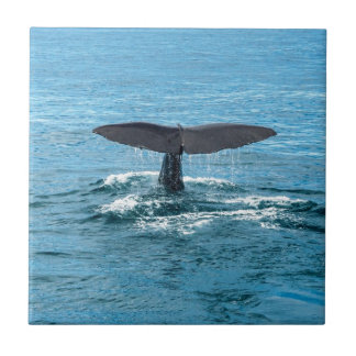 Azulejo De Cerámica Aleta de la ballena